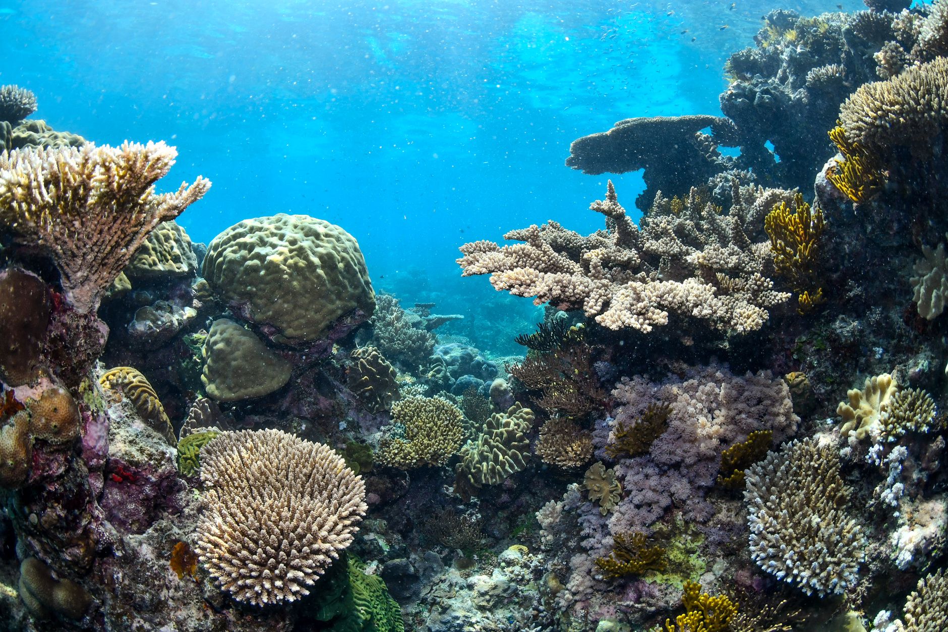 Great Barrier Reef