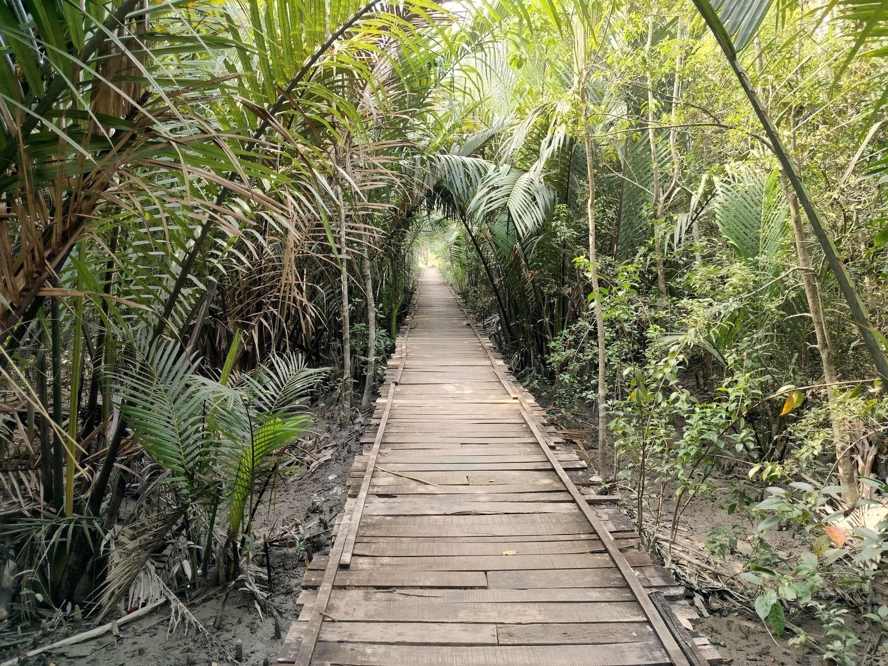 The Sundarbans