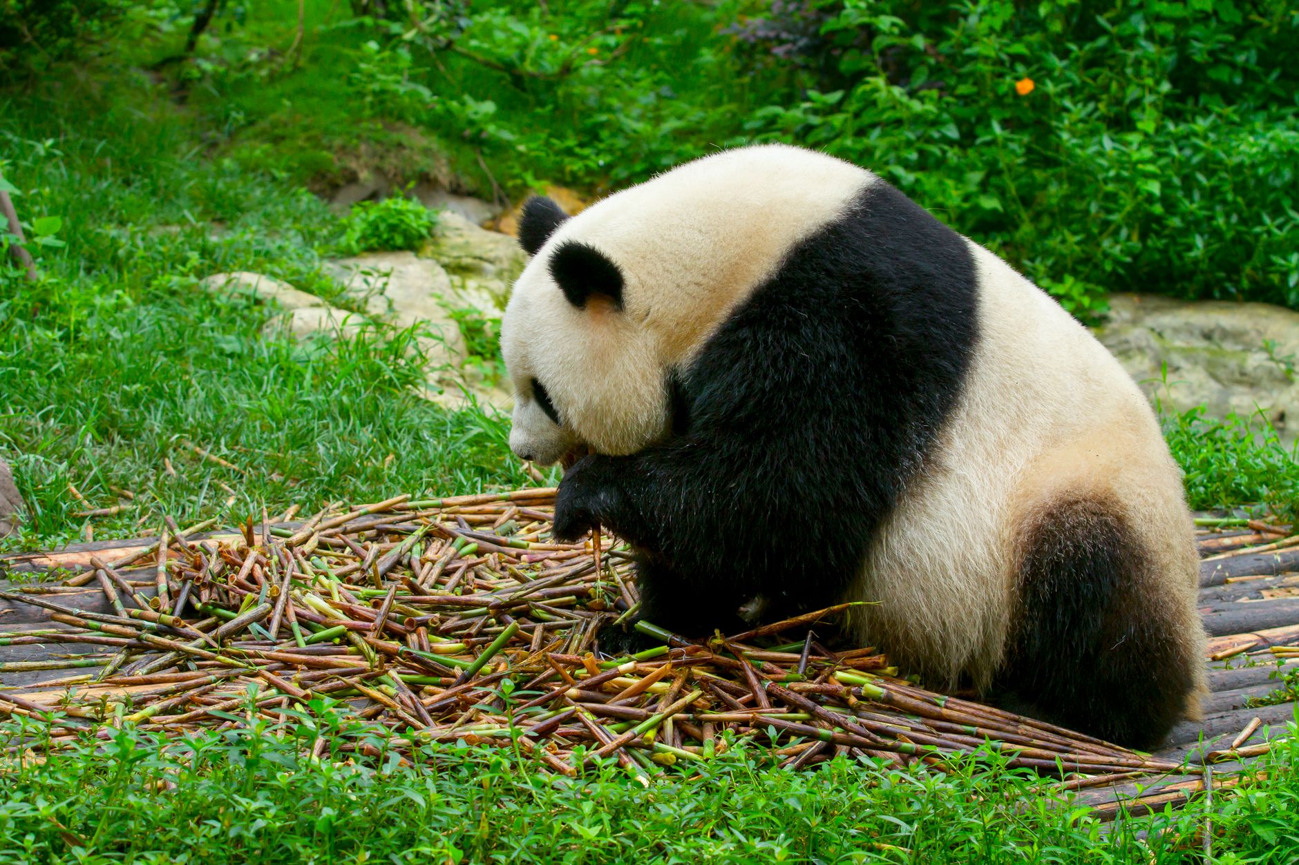 Chengdu