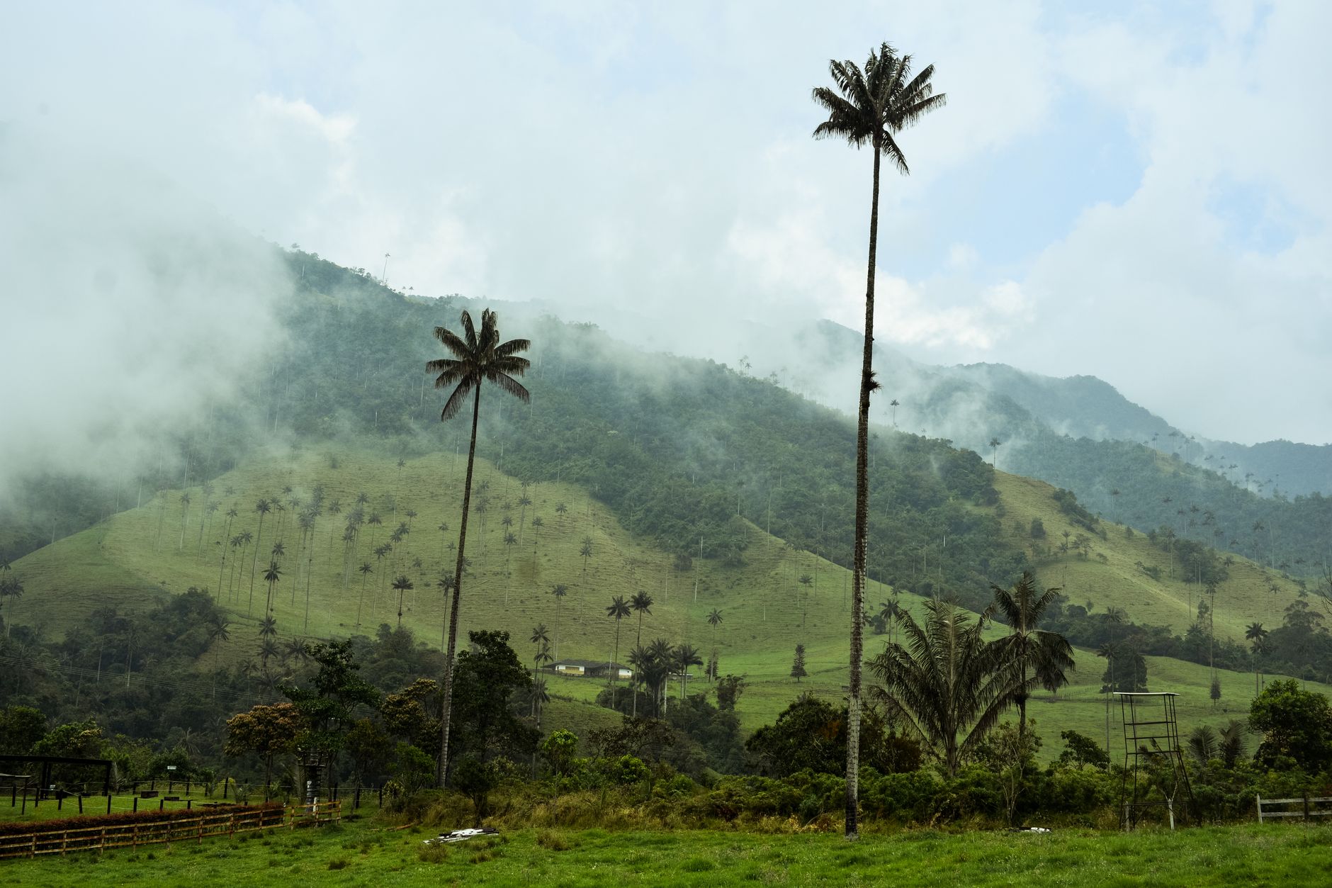 Cocora Valley