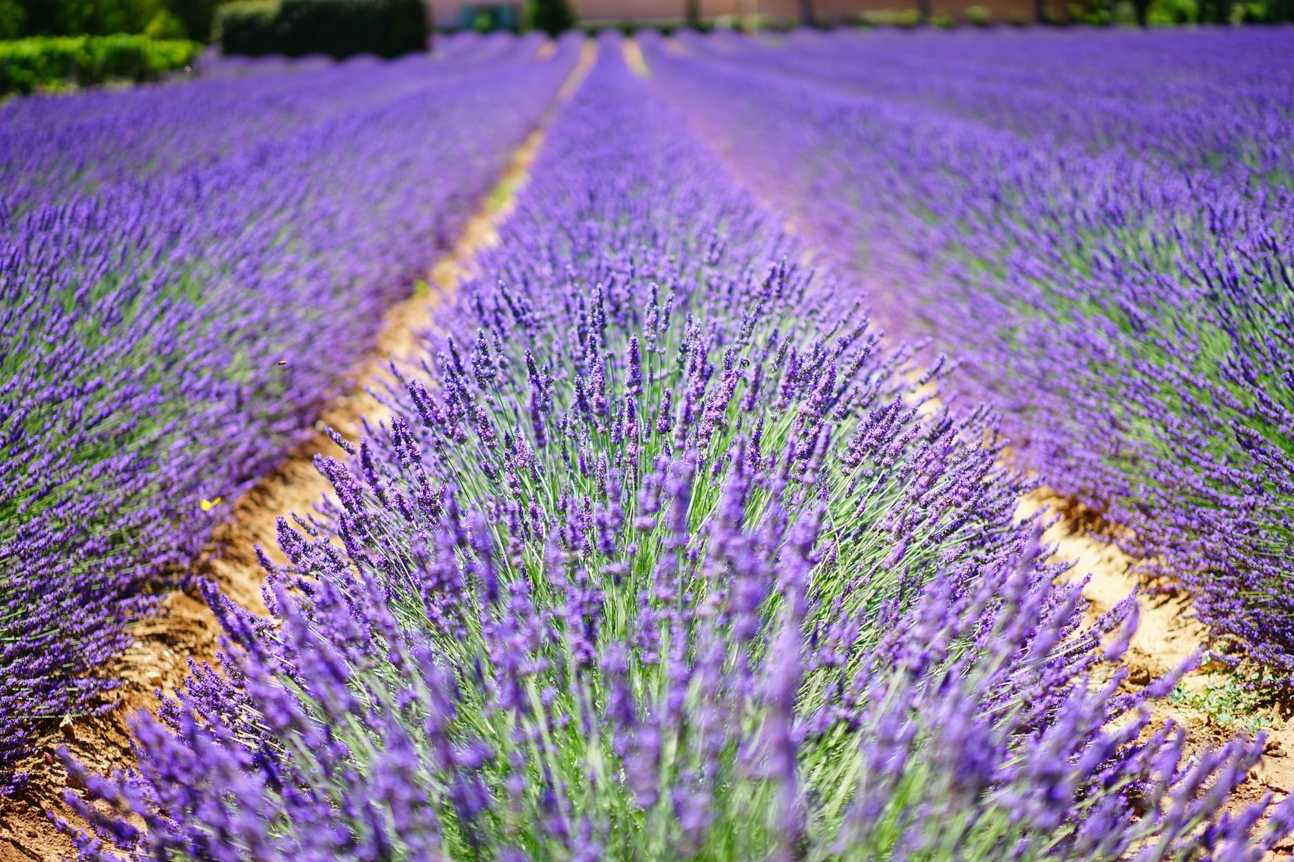 Provence and Its Lavender Fields