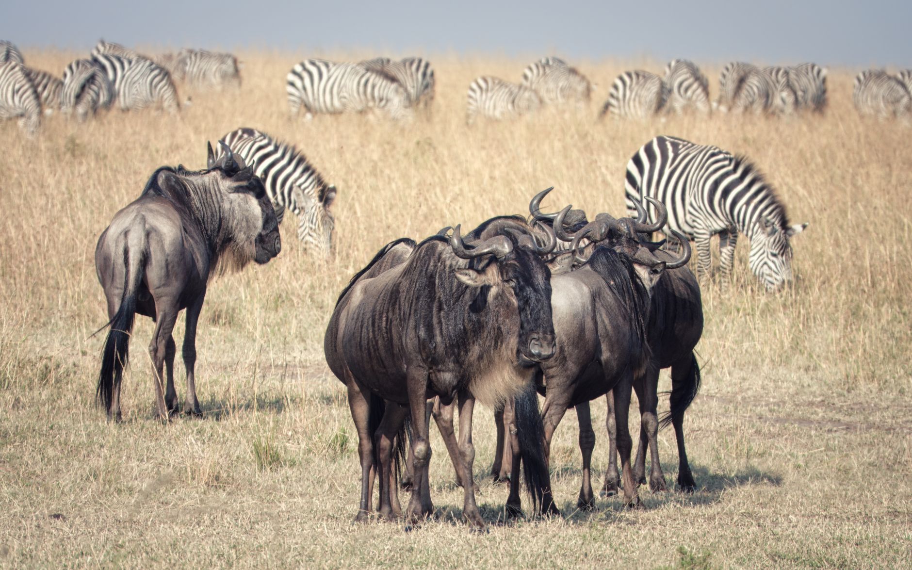 Maasai Mara National Reserve