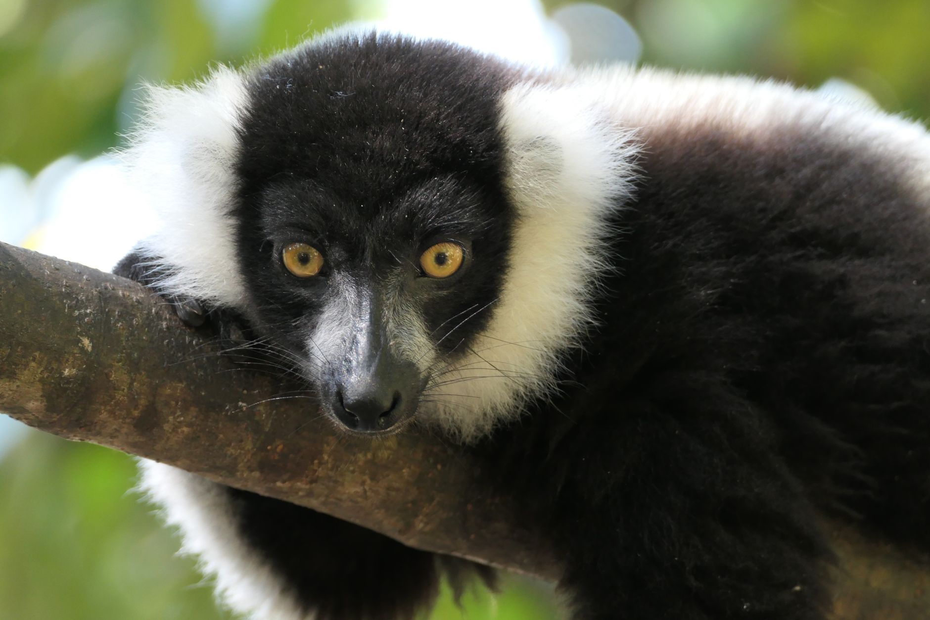 Andasibe-Mantadia National Park