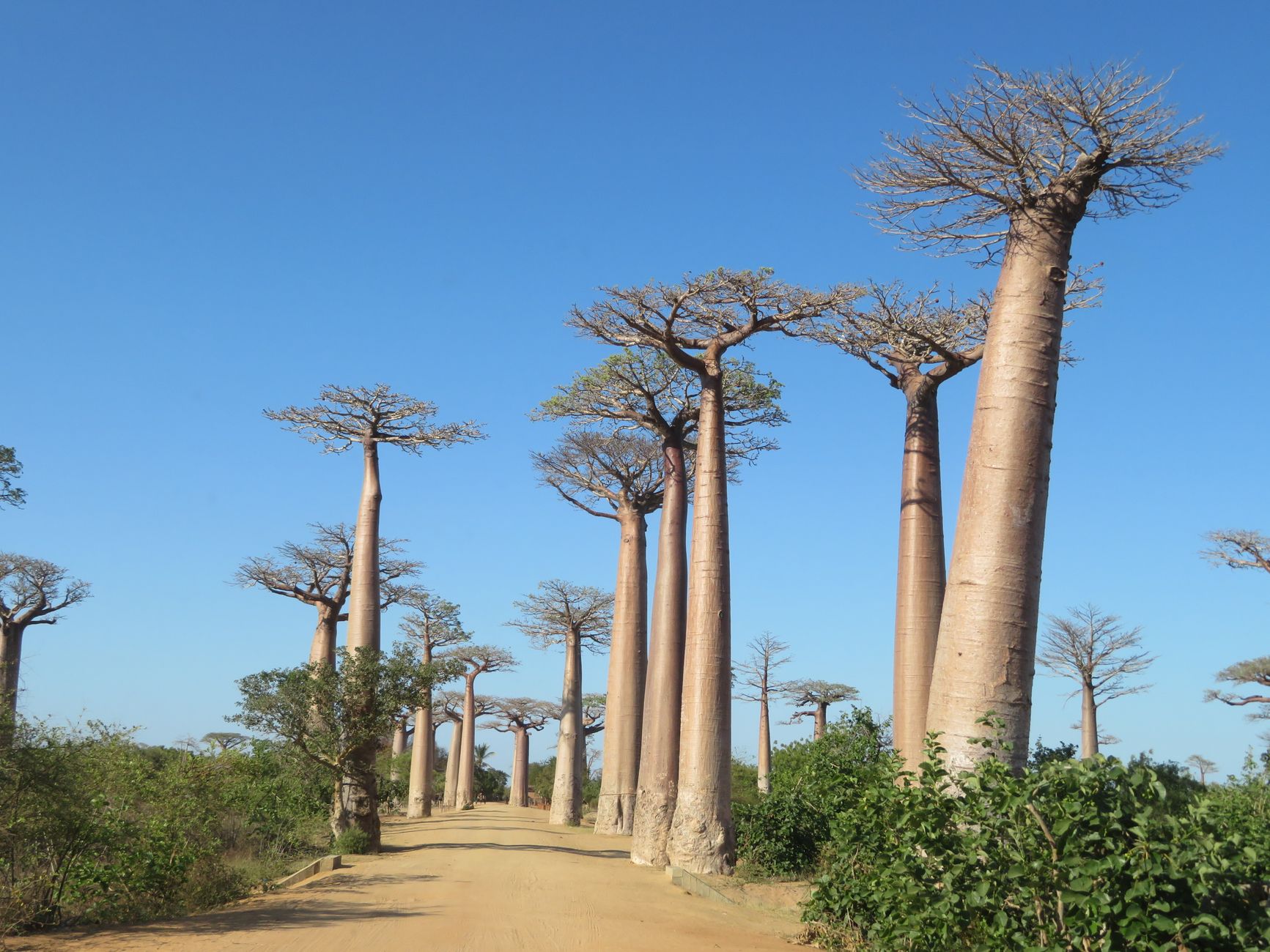 The Avenue of the Baobabs