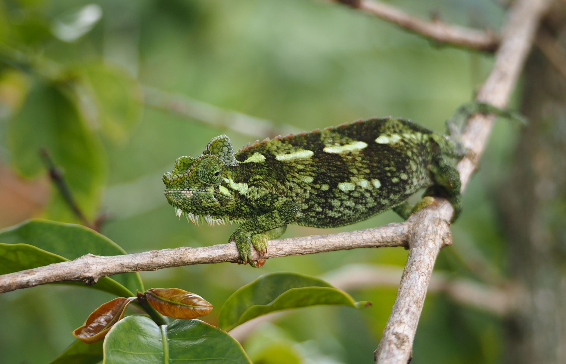 Ranomafana National Park