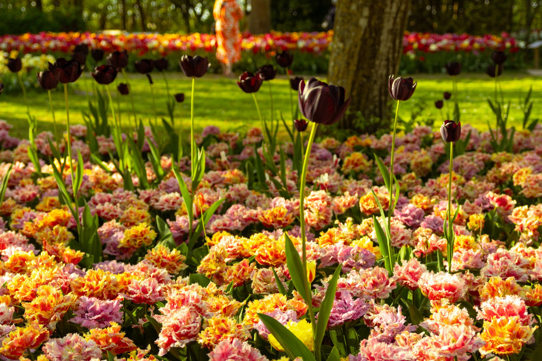 Keukenhof Gardens