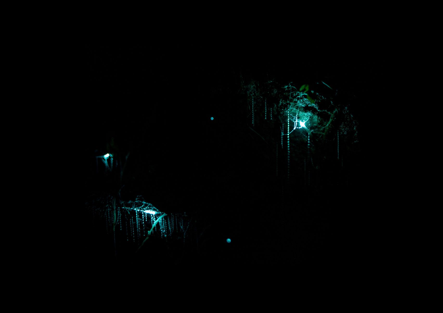 Waitomo Glowworm Caves